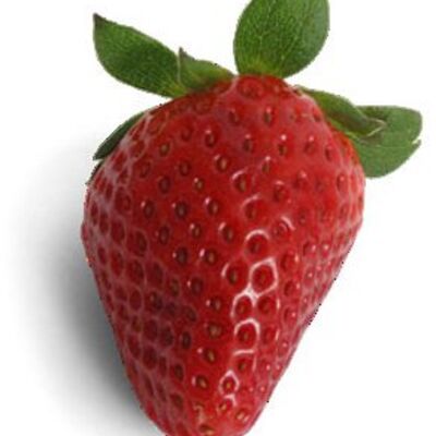 Strawberry  white background  Thumbnail