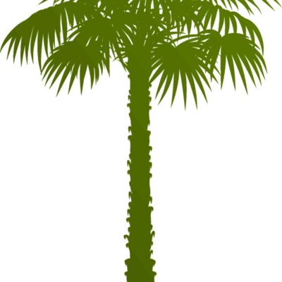 Palm tree 1 Thumbnail