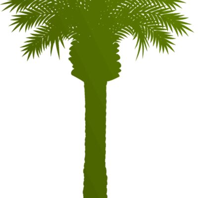 Palm tree 3 Thumbnail